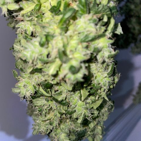 Mohan Poison #1 growlog timeline photo