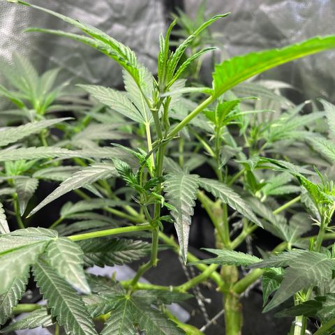 Auto Citrus Skunk growlog timeline photo