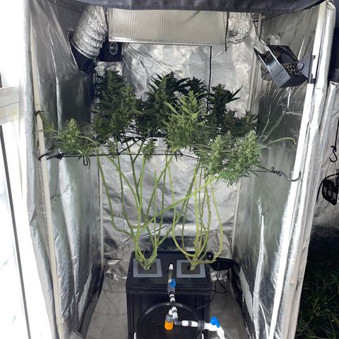 Mohan Poison #1 growlog timeline photo