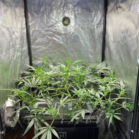 Auto Citrus Skunk growlog timeline photo