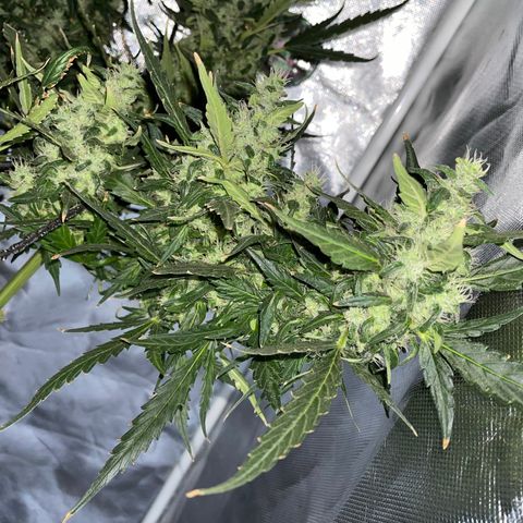 Mohan Poison #1 growlog timeline photo