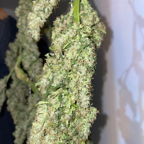 Mohan Poison #1 growlog timeline photo
