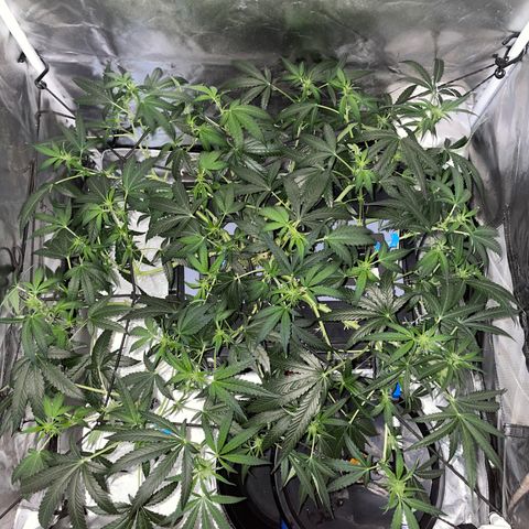 Auto Citrus Skunk growlog timeline photo