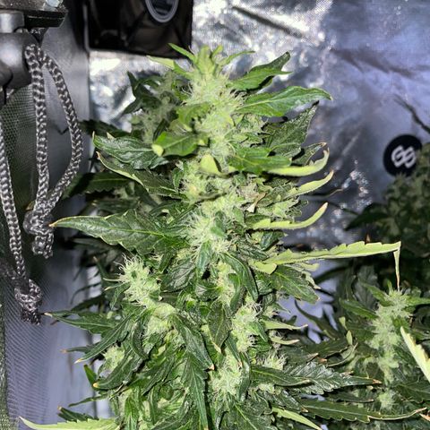Mohan Poison #1 growlog timeline photo