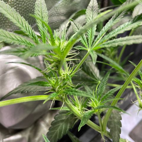 Auto Citrus Skunk growlog timeline photo
