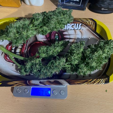 Mohan Poison #1 growlog timeline photo