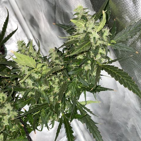 Mohan Poison #1 growlog timeline photo