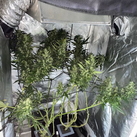 Mohan Poison #1 growlog timeline photo