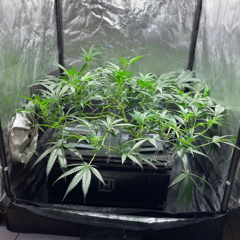 Auto Citrus Skunk growlog timeline photo