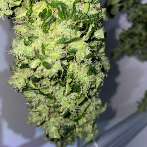 Mohan Poison #1 growlog timeline photo