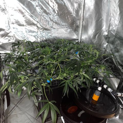 Auto Citrus Skunk growlog timeline photo