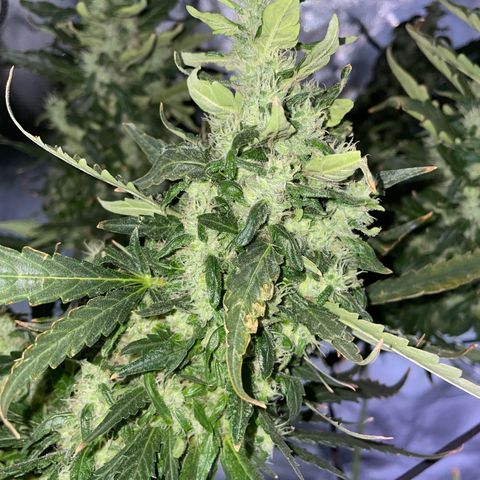 Mohan Poison #1 growlog timeline photo