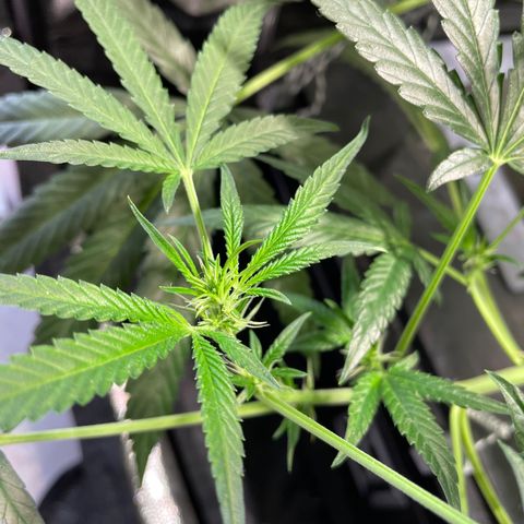 Auto Citrus Skunk growlog timeline photo