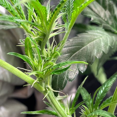 Auto Citrus Skunk growlog timeline photo