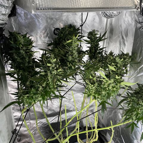 Mohan Poison #1 growlog timeline photo
