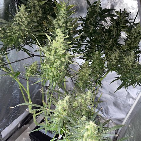 Mohan Poison #1 growlog timeline photo