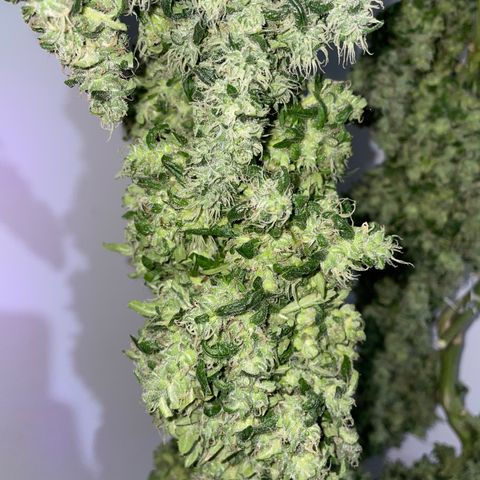 Mohan Poison #1 growlog timeline photo