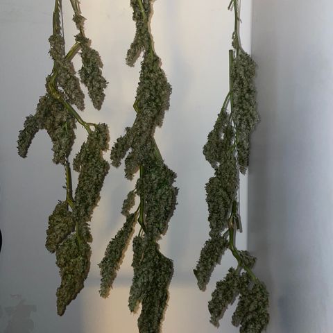 Mohan Poison #1 growlog timeline photo