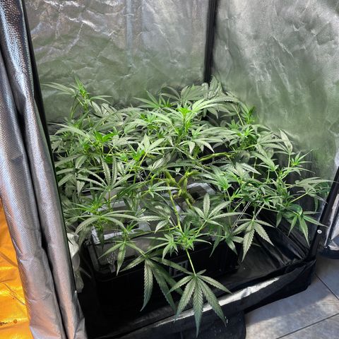 Auto Citrus Skunk growlog timeline photo