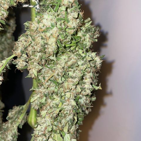 Mohan Poison #1 growlog timeline photo