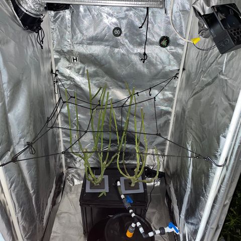 Mohan Poison #1 growlog timeline photo