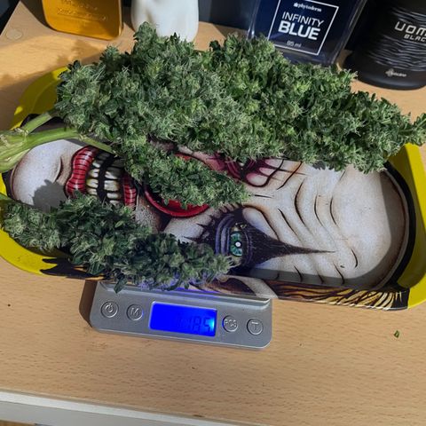 Mohan Poison #1 growlog timeline photo