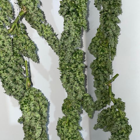Mohan Poison #1 growlog timeline photo
