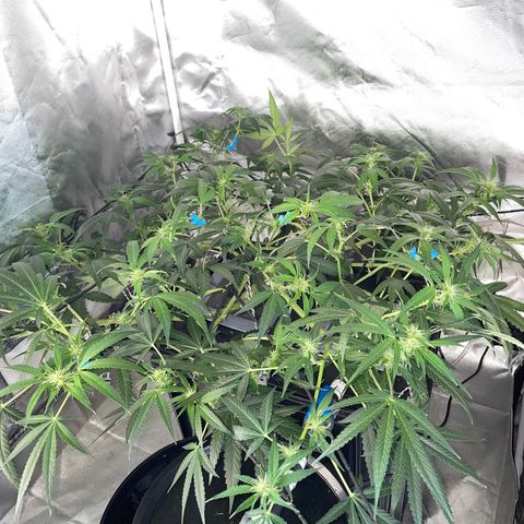 Auto Citrus Skunk growlog timeline photo