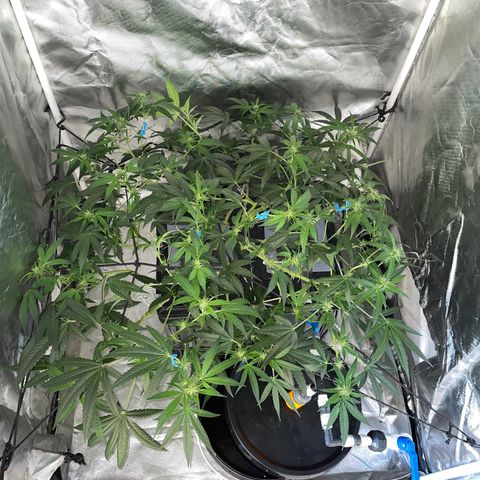 Auto Citrus Skunk growlog timeline photo