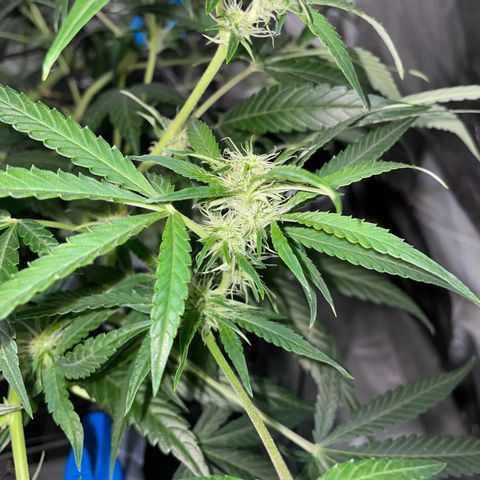 Auto Citrus Skunk growlog timeline photo