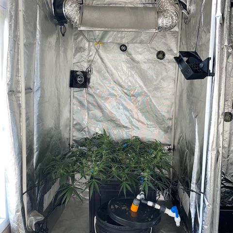 Auto Citrus Skunk growlog timeline photo