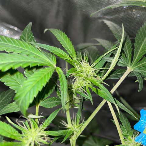 Auto Citrus Skunk growlog timeline photo
