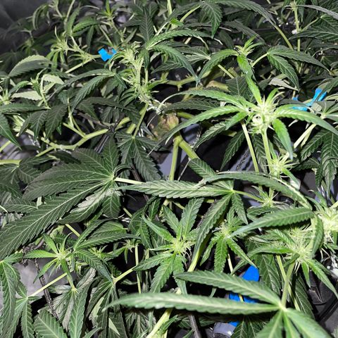 Auto Citrus Skunk growlog timeline photo