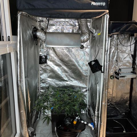 Auto Citrus Skunk growlog timeline photo