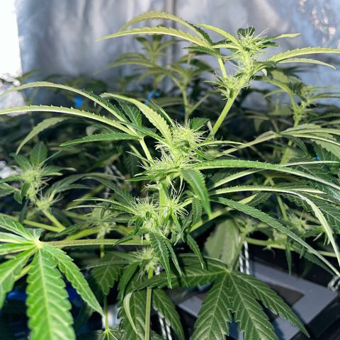 Auto Citrus Skunk growlog timeline photo