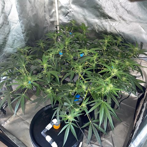 Auto Citrus Skunk growlog timeline photo