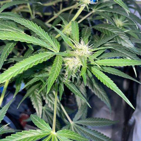 Auto Citrus Skunk growlog timeline photo