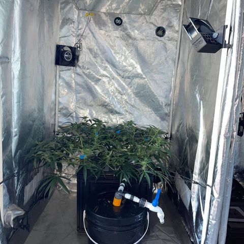 Auto Citrus Skunk growlog timeline photo