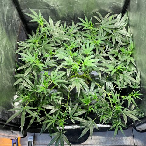 Auto Citrus Skunk growlog timeline photo