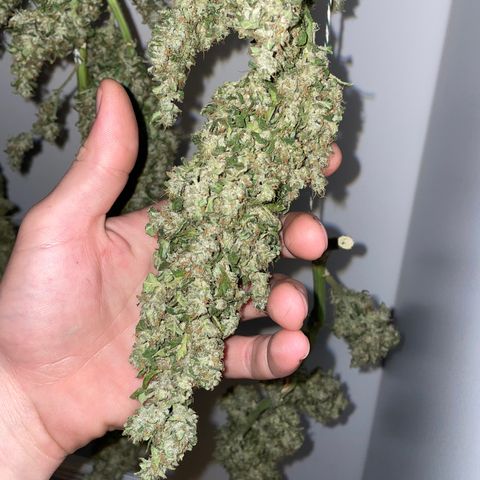 Mohan Poison #1 growlog timeline photo