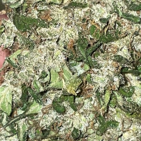 Mohan Poison #1 growlog timeline photo