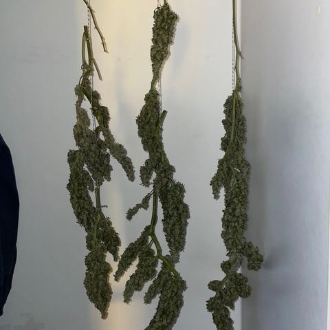Mohan Poison #1 growlog timeline photo
