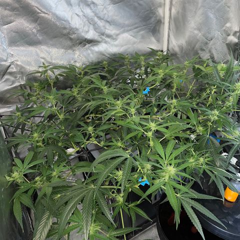 Auto Citrus Skunk growlog timeline photo