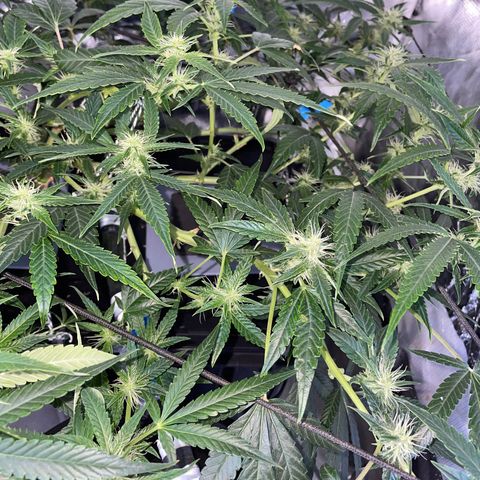Auto Citrus Skunk growlog timeline photo