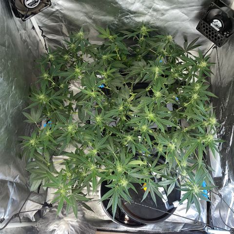 Auto Citrus Skunk growlog timeline photo