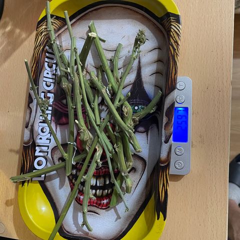 Mohan Poison #1 growlog timeline photo