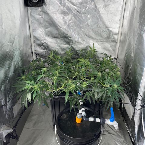 Auto Citrus Skunk growlog timeline photo