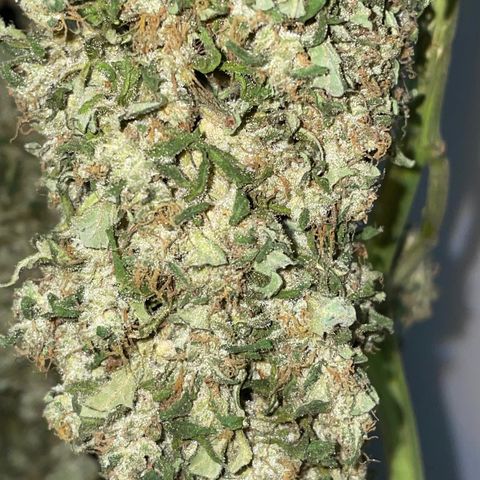 Mohan Poison #1 growlog timeline photo