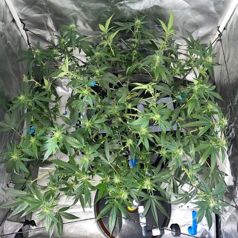 Auto Citrus Skunk growlog timeline photo