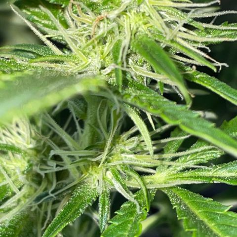 Auto Citrus Skunk growlog timeline photo